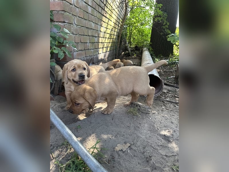 Zuckersüße Labradorwelpen in liebevolle Hände abzugeben