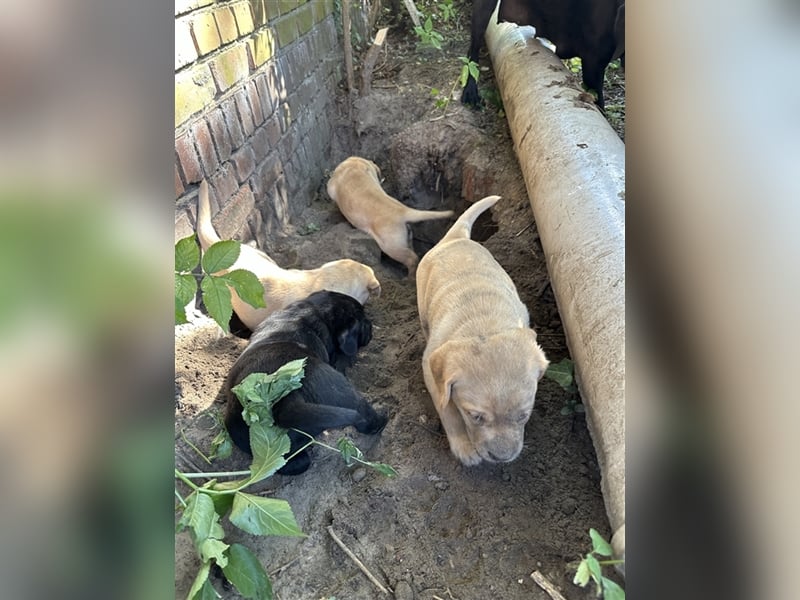 Zuckersüße Labradorwelpen in liebevolle Hände abzugeben