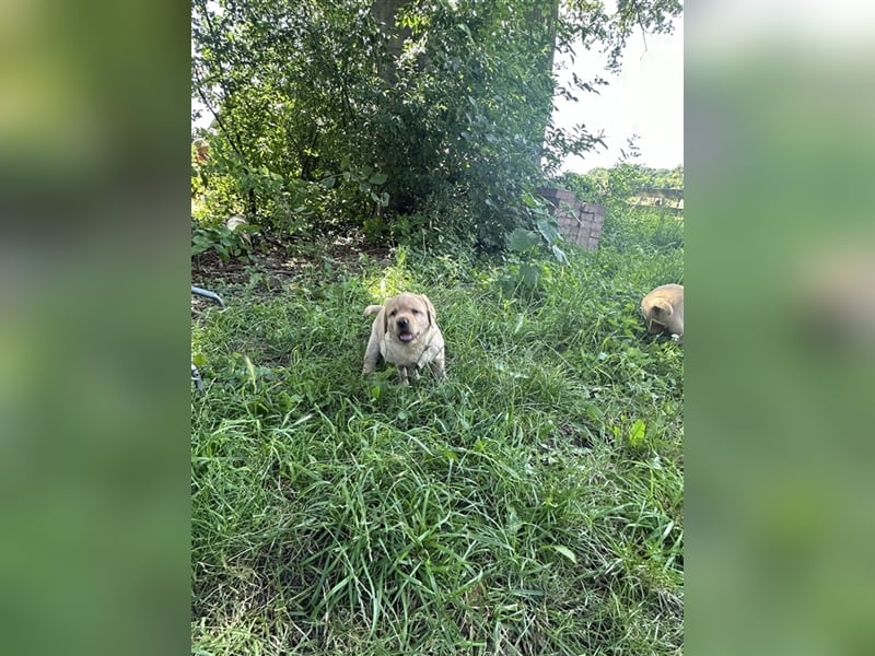 Zuckersüße Labradorwelpen in liebevolle Hände abzugeben