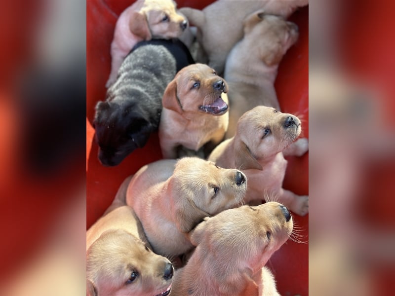 Zuckersüße Labradorwelpen in liebevolle Hände abzugeben