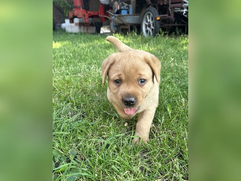 Zuckersüße Labradorwelpen in liebevolle Hände abzugeben