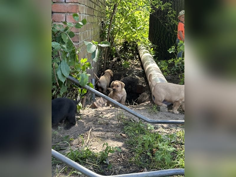 Zuckersüße Labradorwelpen in liebevolle Hände abzugeben