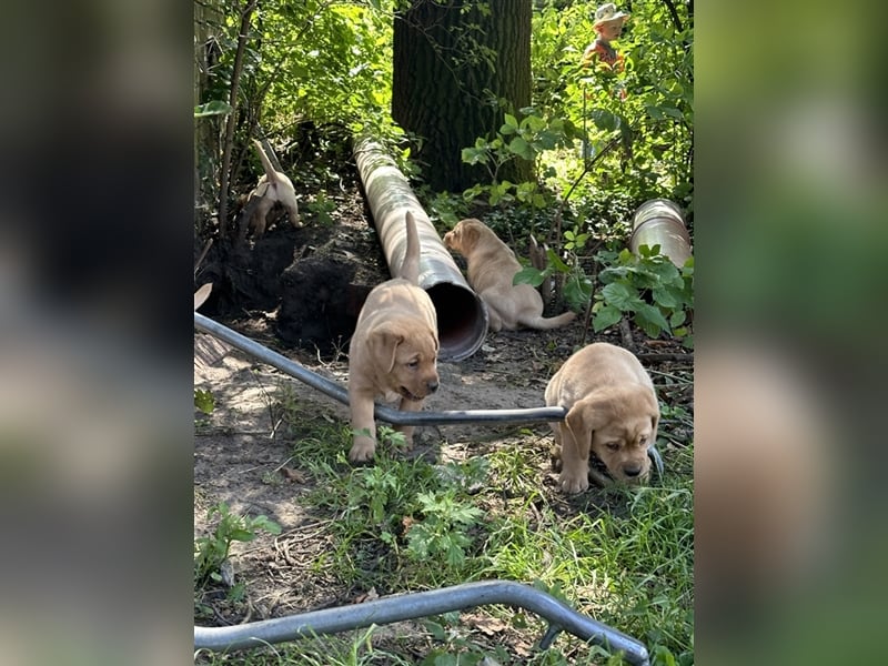 Zuckersüße Labradorwelpen in liebevolle Hände abzugeben