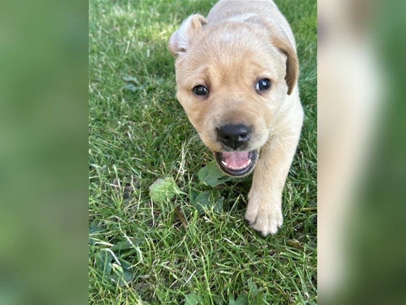 Zuckersüße Labradorwelpen in liebevolle Hände abzugeben