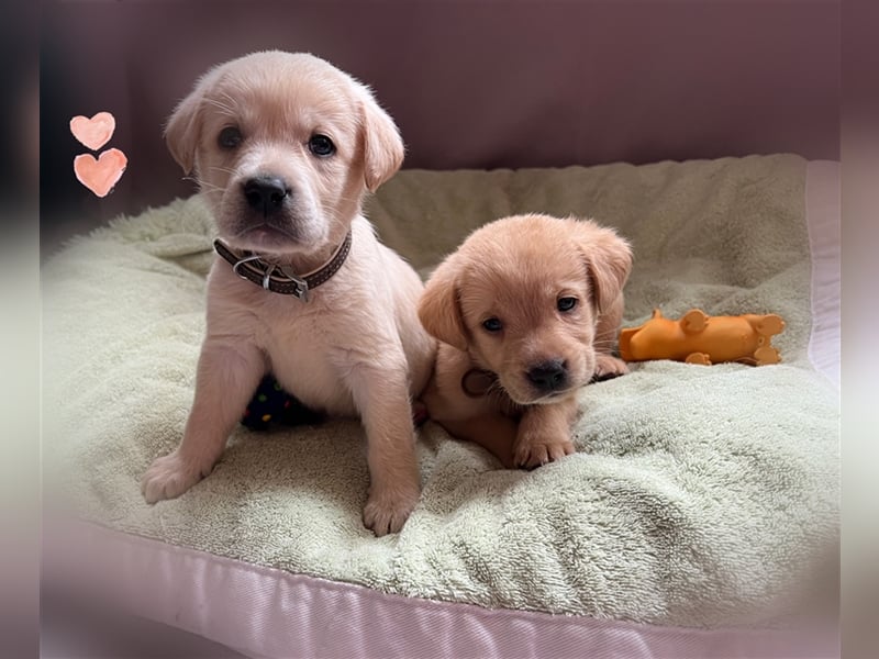 Labrador Welpen mit Ahnentafel suchen ein schönes Zuhause!