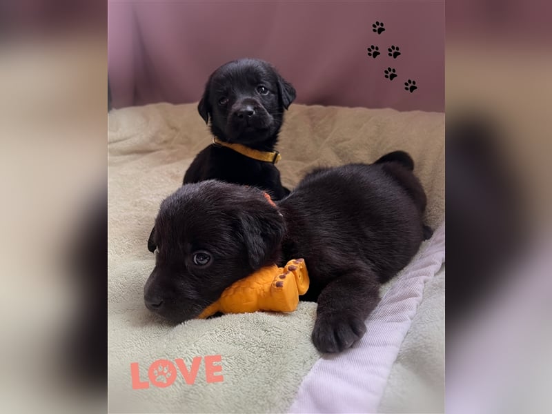 Labrador Welpen mit Ahnentafel suchen ein schönes Zuhause!