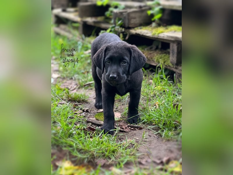 Labrador Welpen mit Ahnentafel suchen ein schönes Zuhause!