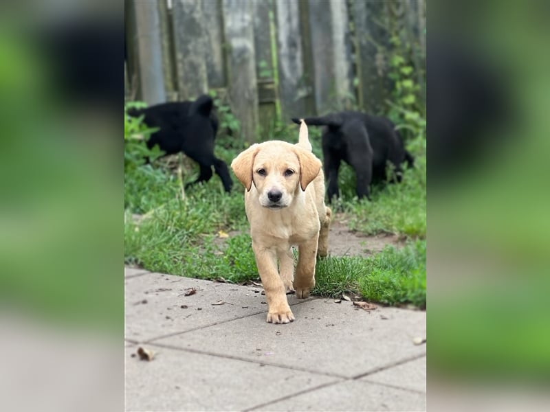 Labrador Welpen mit Ahnentafel suchen ein schönes Zuhause!