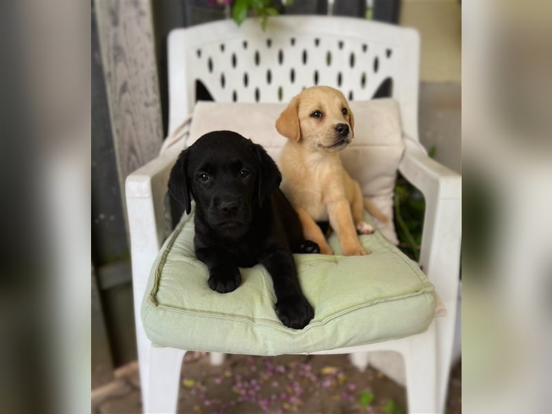 Labrador Welpen mit Ahnentafel suchen ein schönes Zuhause!