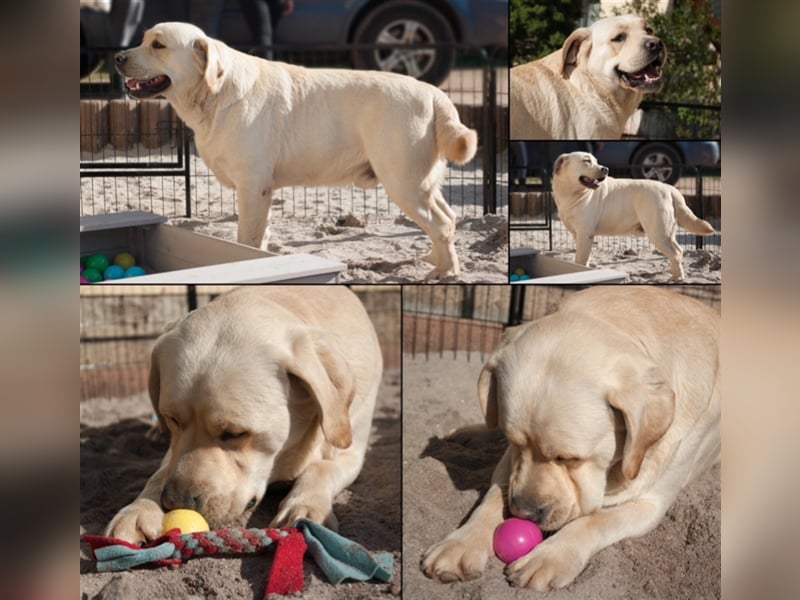 Labrador Welpen mit Ahnentafel suchen ein schönes Zuhause!