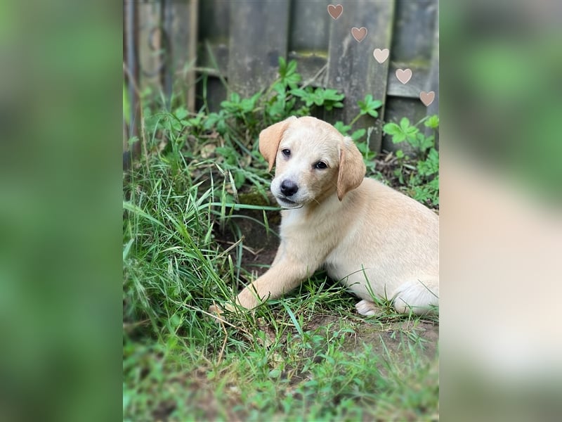 Labrador Welpen mit Ahnentafel suchen ein schönes Zuhause!