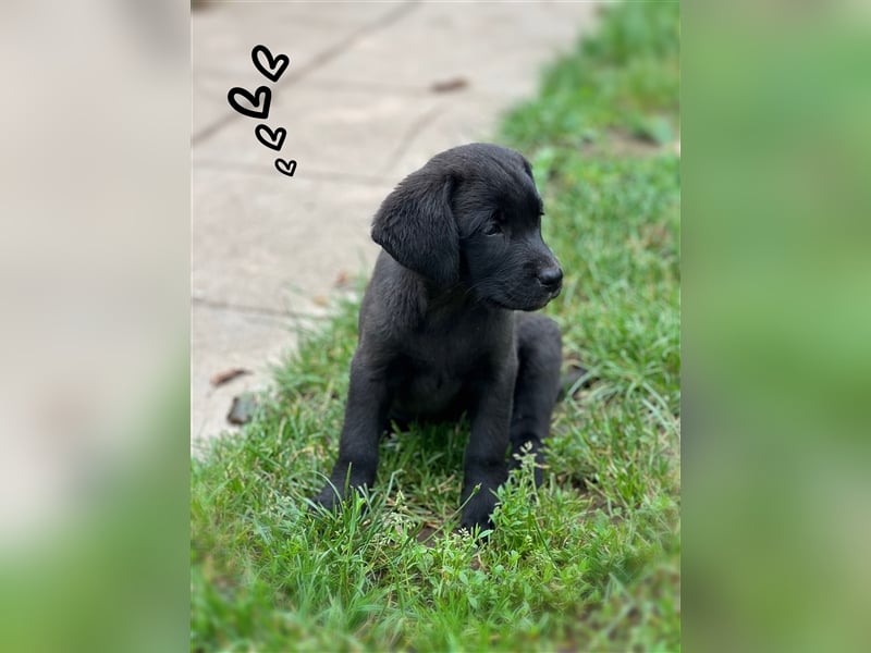 Labrador Welpen mit Ahnentafel suchen ein schönes Zuhause!