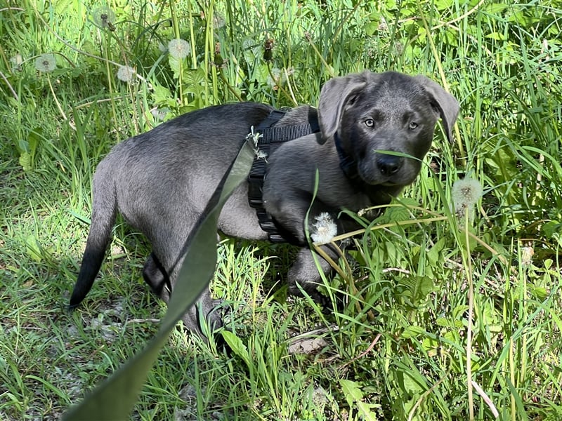 Labrador Welpen