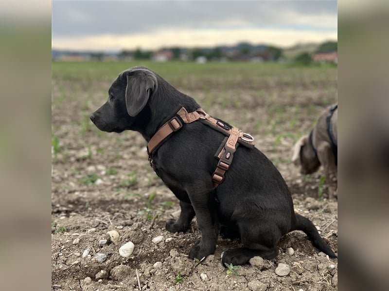 Labrador Welpen