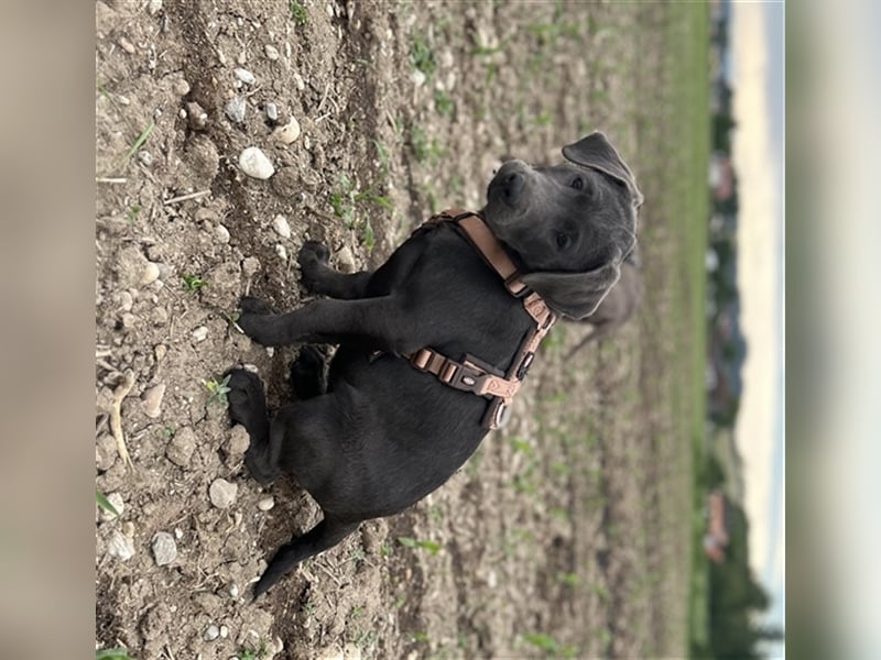 Labrador Welpen