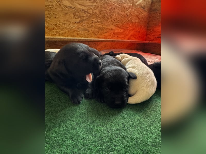 Labrador Welpen