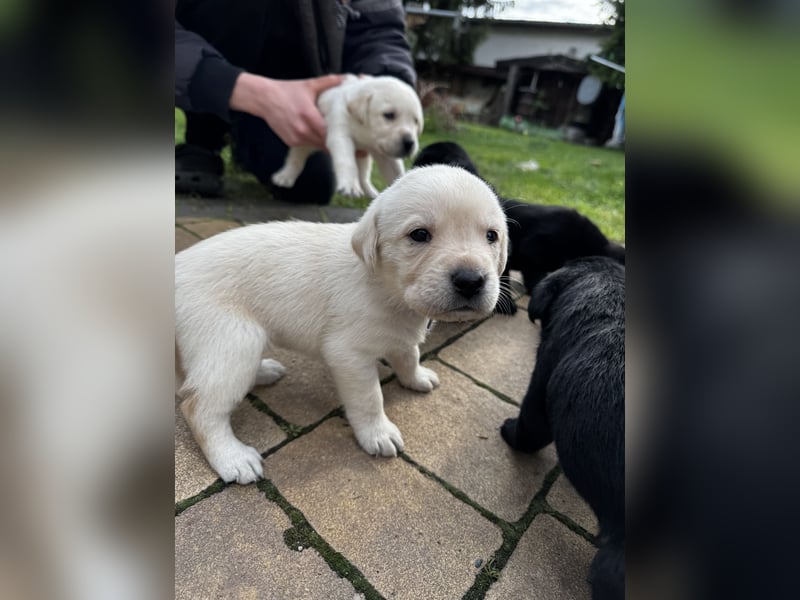 Labrador Welpen