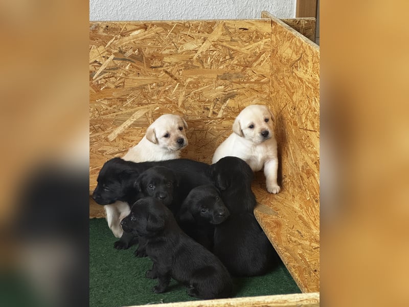 Labrador Welpen