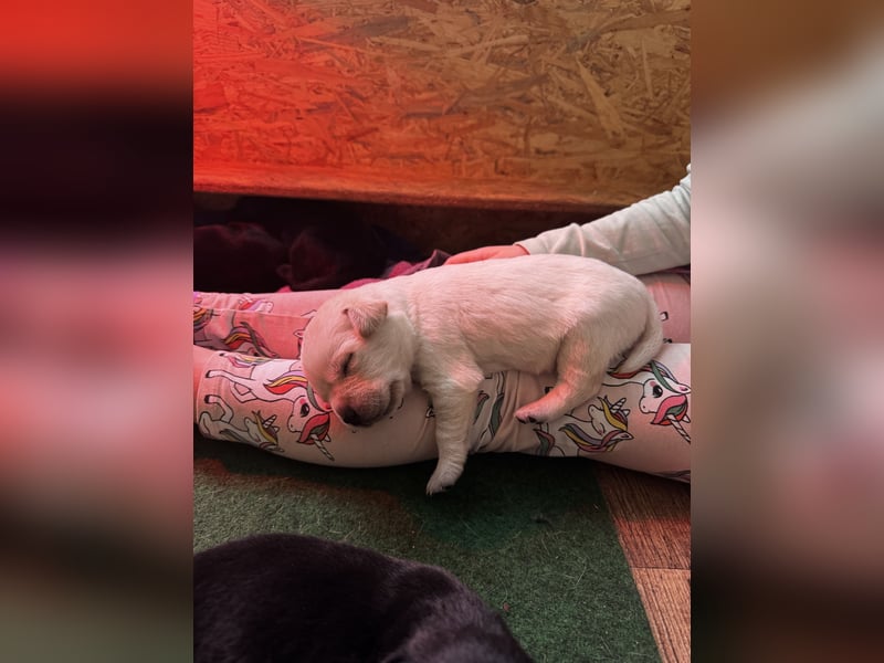 Labrador Welpen