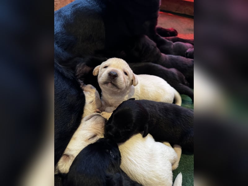 Labrador Welpen