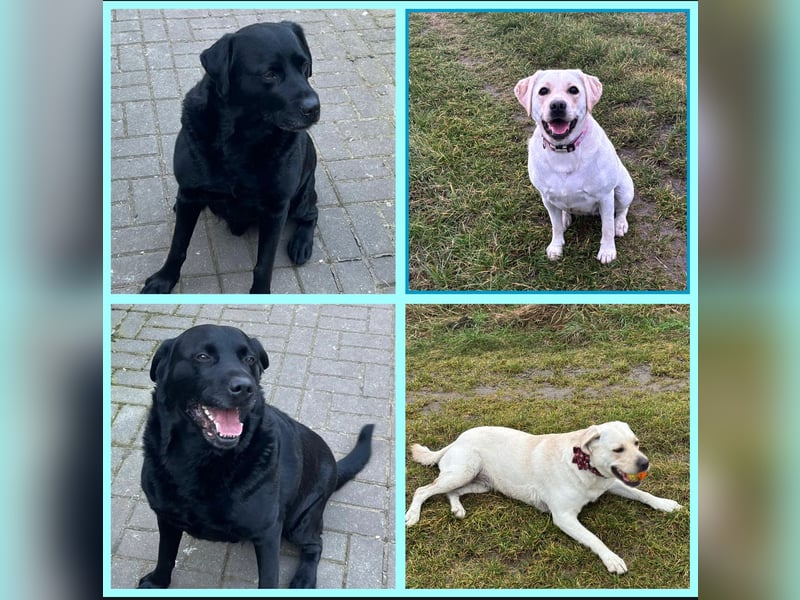 Süße Labradorwelpen reinrassig