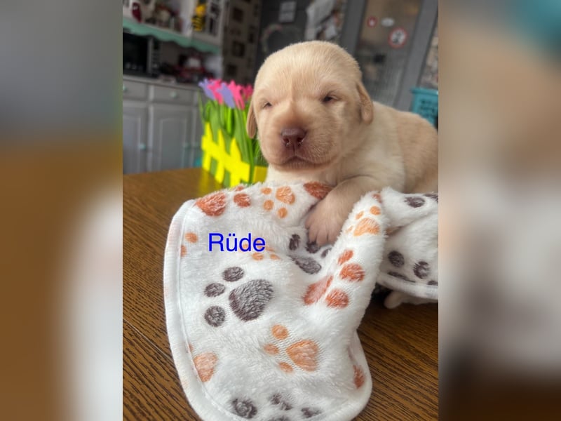Süße Labradorwelpen reinrassig