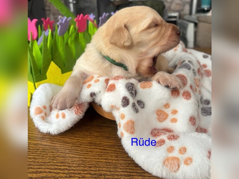 Süße Labradorwelpen reinrassig