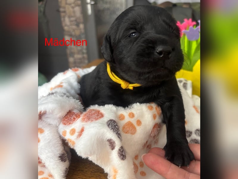 Süße Labradorwelpen reinrassig
