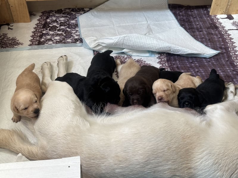 Süße Labradorwelpen reinrassig
