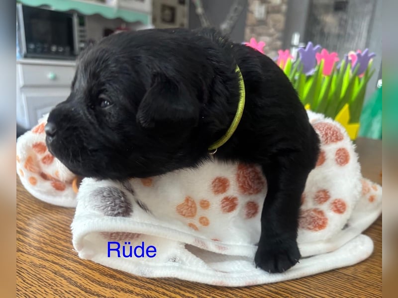 Süße Labradorwelpen reinrassig