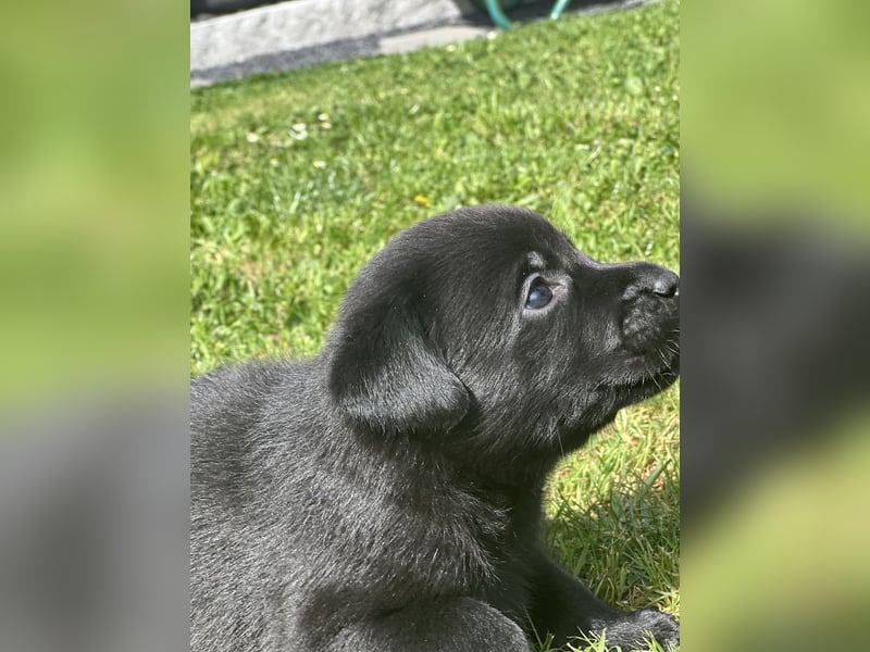 Reinrassige Labrador Welpen
