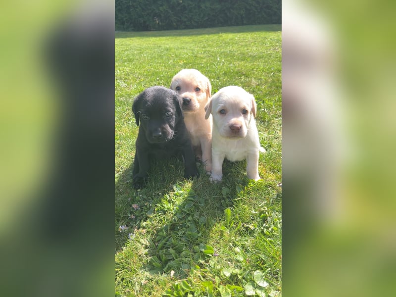 Reinrassige Labrador Welpen