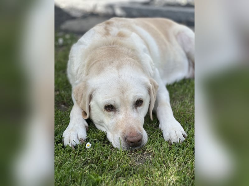 Reinrassige Labrador Welpen