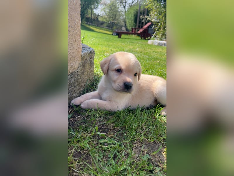 Reinrassige Labrador Welpen