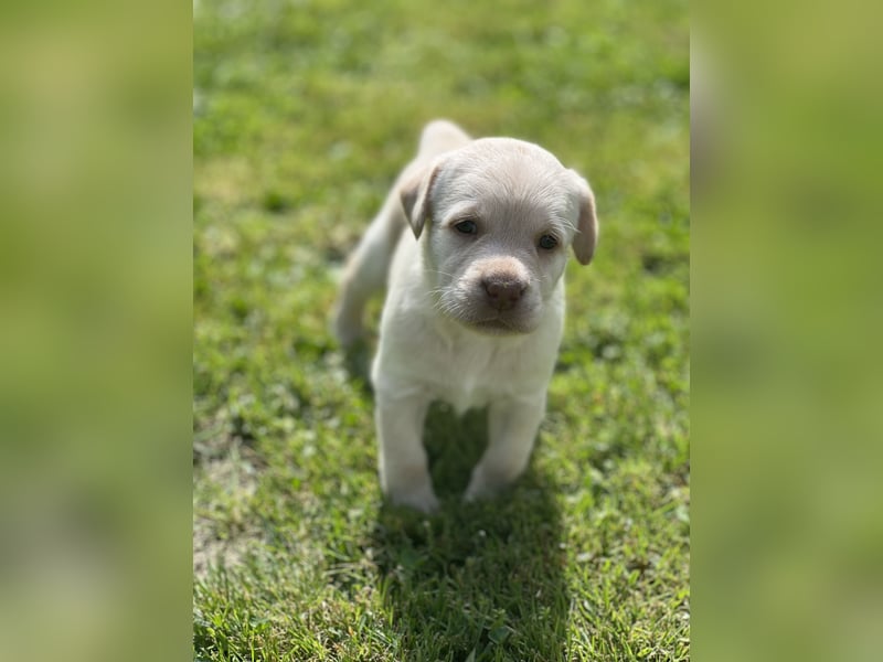 Reinrassige Labrador Welpen