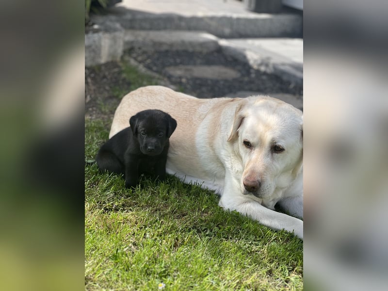 Reinrassige Labrador Welpen