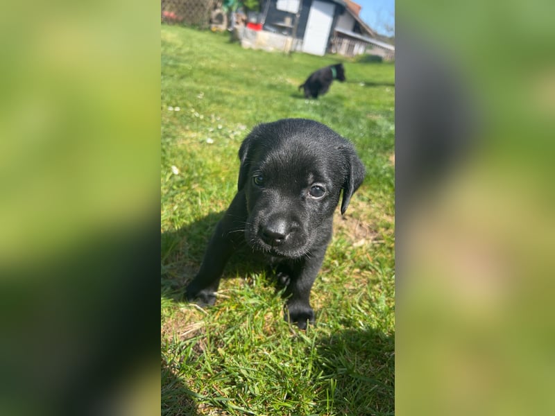 Reinrassige Labrador Welpen