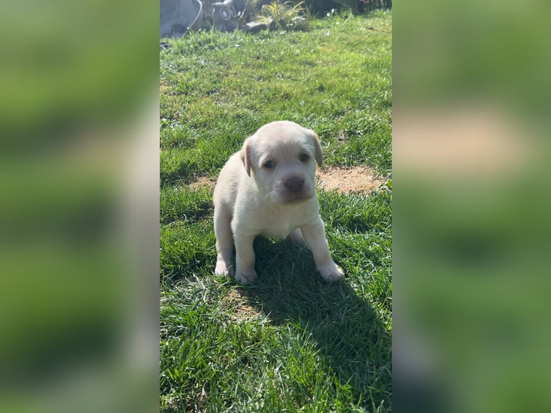 Reinrassige Labrador Welpen