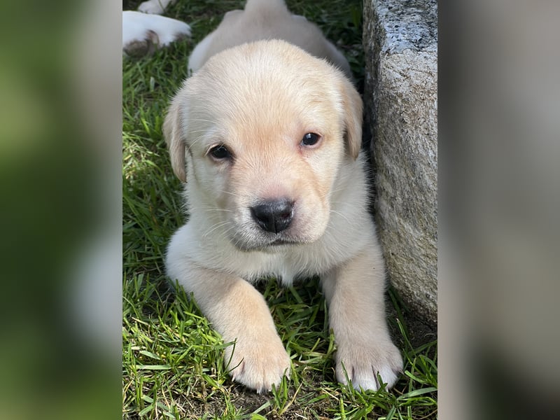 Reinrassige Labrador Welpen