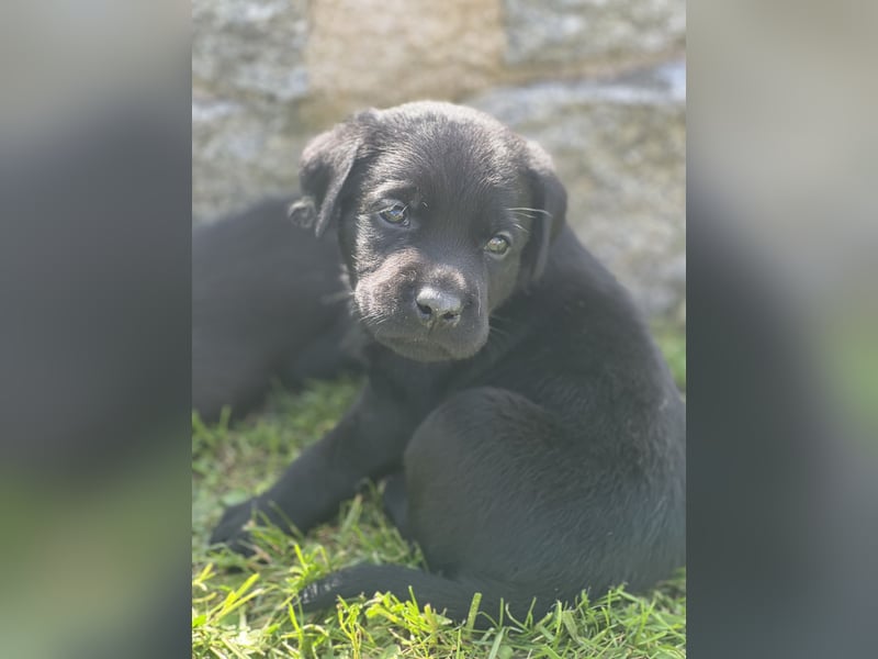 Reinrassige Labrador Welpen