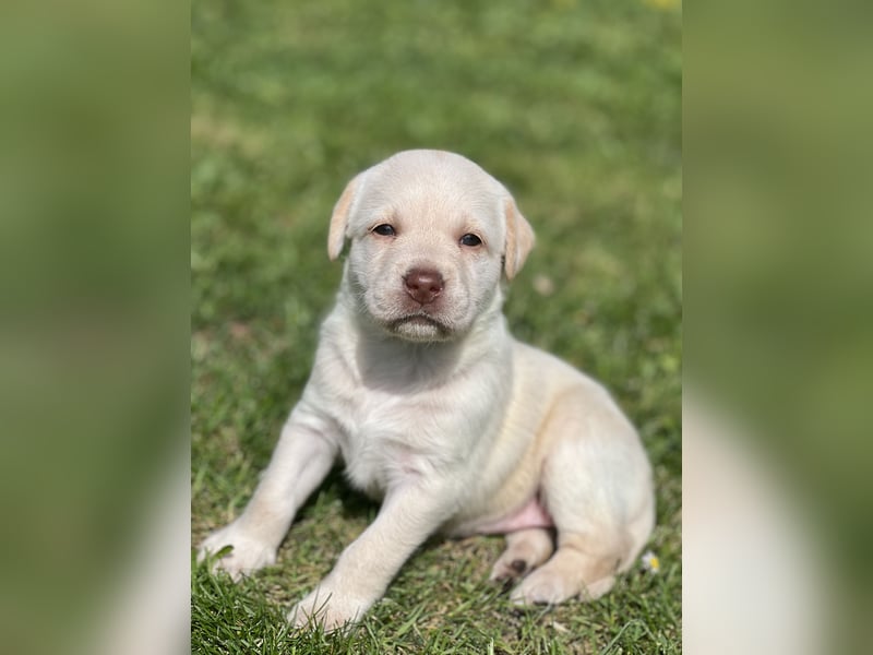 Reinrassige Labrador Welpen