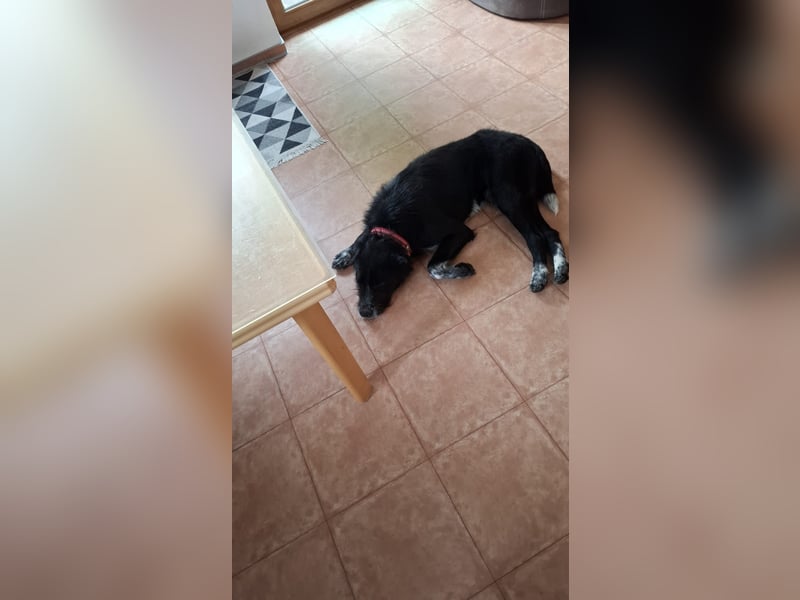 Labrador Akita