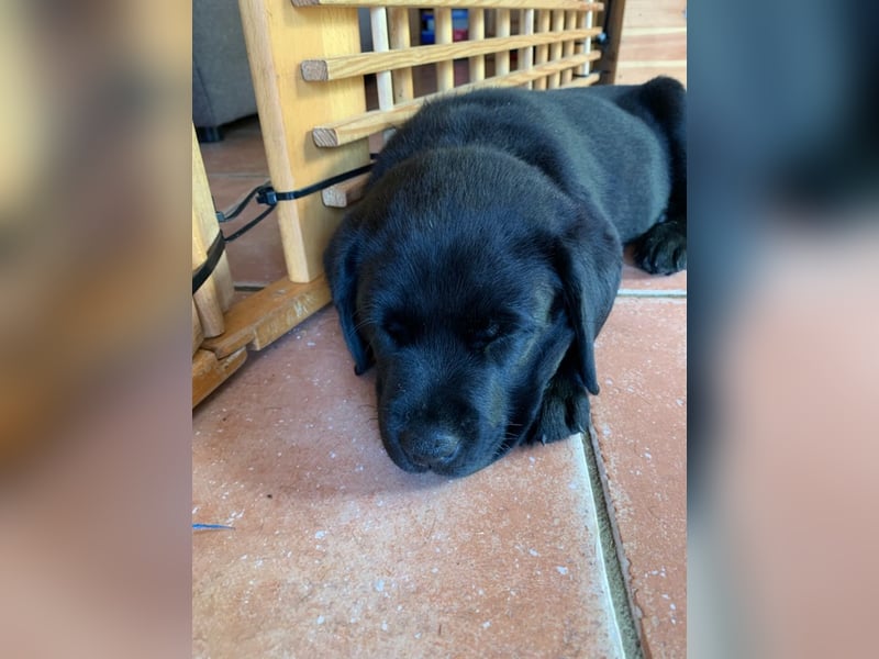 Wurfplanung Labrador Retriever - Arbeitslinie
