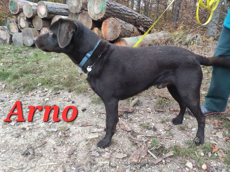 Wurfplanung Labrador Retriever - Arbeitslinie