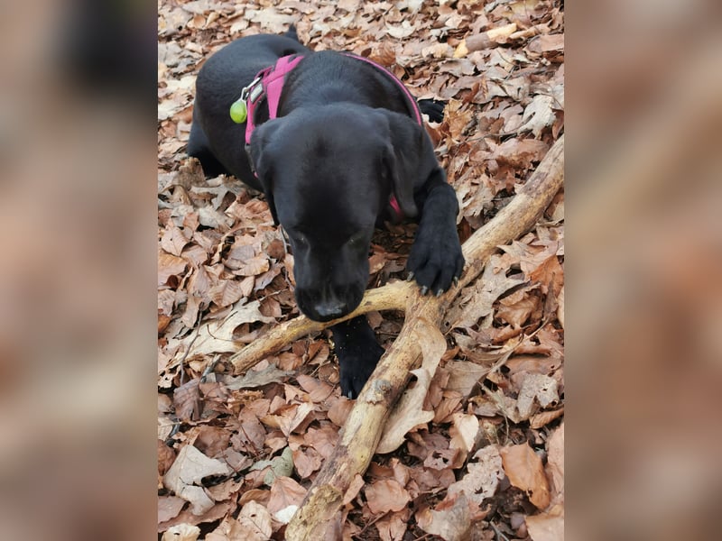 Wurfplanung Labrador Retriever - Arbeitslinie