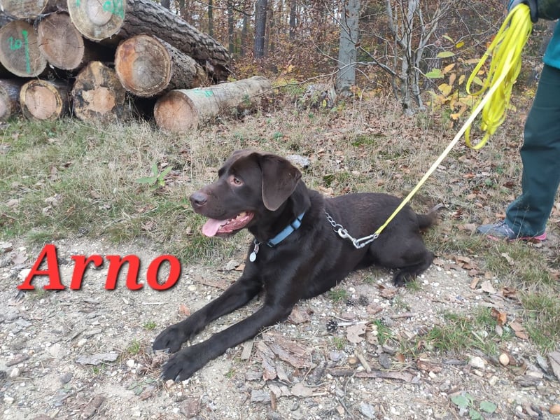 Wurfplanung Labrador Retriever - Arbeitslinie