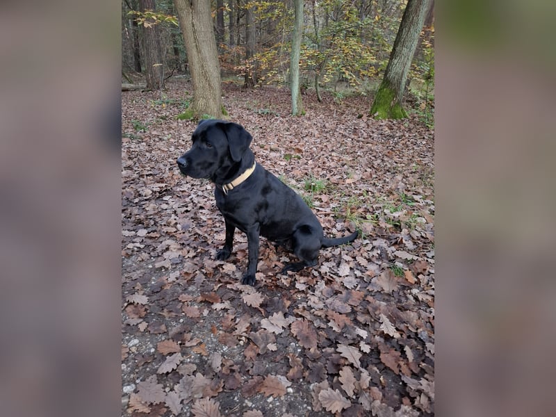 Wurfplanung Labrador Retriever - Arbeitslinie