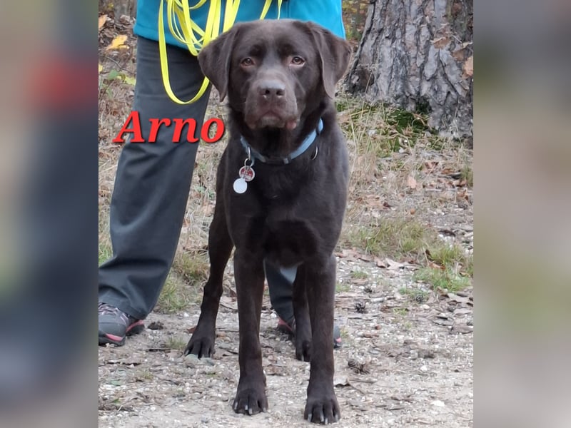 Wurfplanung Labrador Retriever - Arbeitslinie