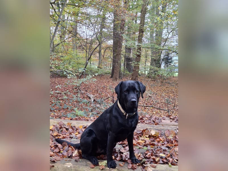 Wurfplanung Labrador Retriever - Arbeitslinie
