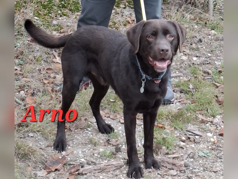 Wurfplanung Labrador Retriever - Arbeitslinie